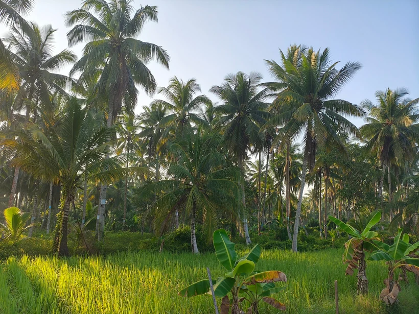 Coconut palms growing among grass in a plantation