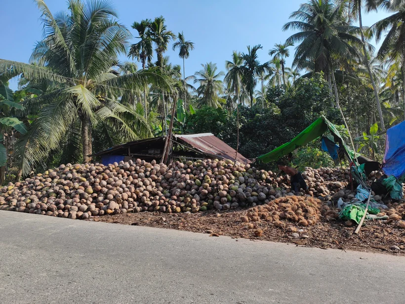 Coconuts collected at a sourcing point surrounded by palm trees