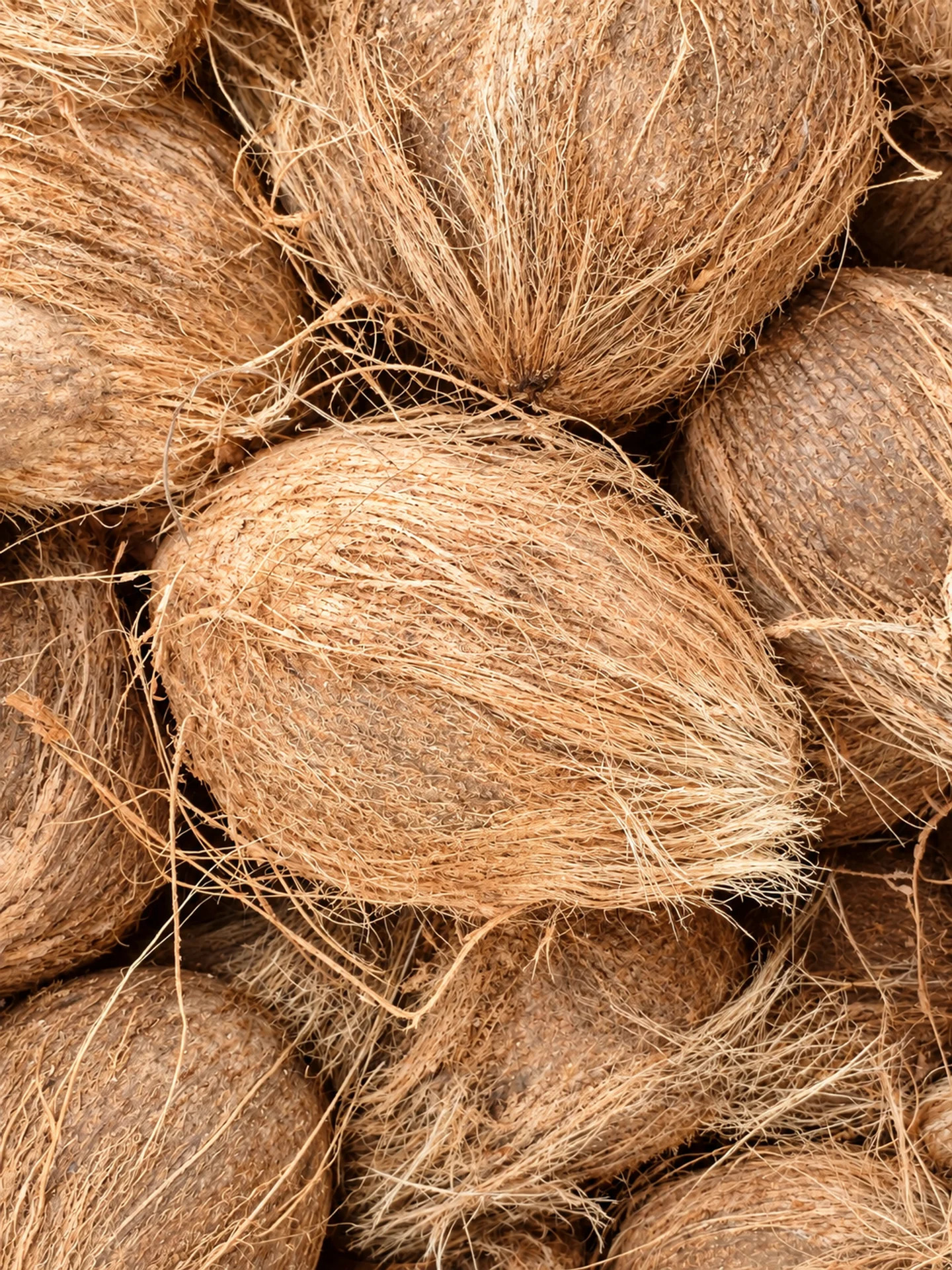 Fresh mature semi-husked coconuts with dry trimmed crowns