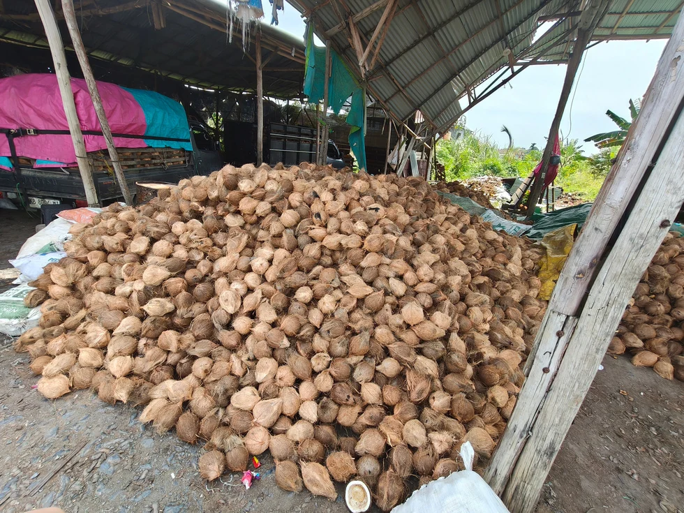 Semi-husked coconuts gathered for sorting under a shelter