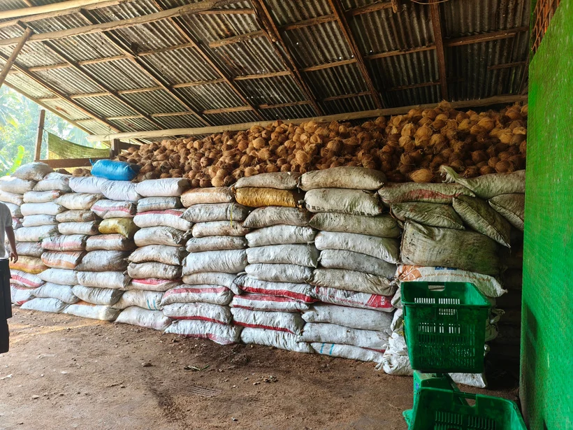 Packed bags and sorted coconuts inside a storage facility